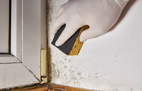 mould-removal-service Hand cleaning condensation and mould off window ledge.